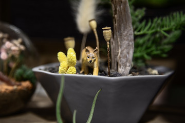 Decor with succulents in pot.