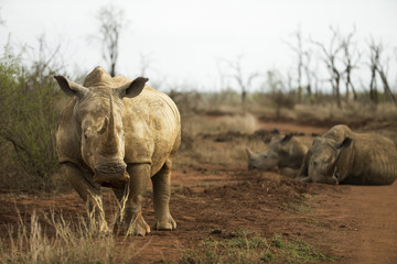 Fototapeta premium white rhino 3