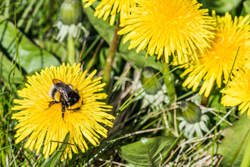 Bee in Dandelion