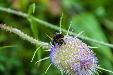 Bee on Thistle
