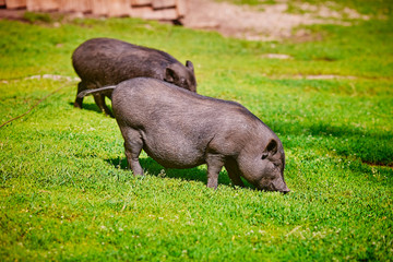 Vietnamese Pot-bellied pig on the farm