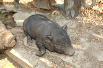 Mini pig lying asleep on the ground on a hot day   