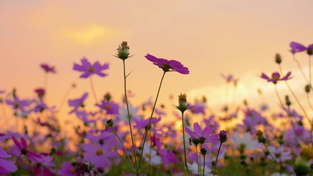 Pink cosmos swaying in wind in sunset