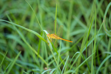 dragonfly on a blade of grass