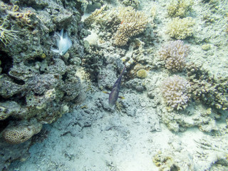 tropical fish in coral reef
