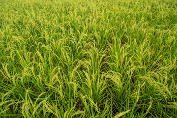 field of rice
