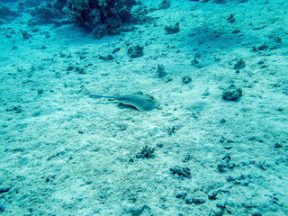 tropical fish in coral reef