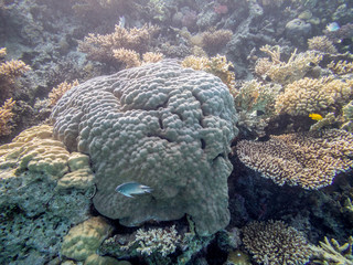 tropical fish in coral reef