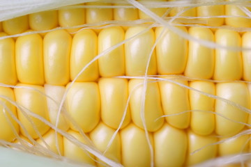 採れたてのトウモロコシ