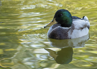 A mallard duck reflected in the surface of the park pond