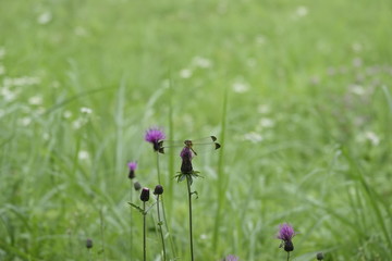 野原のトンボ