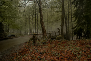 autumn in the forest