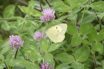 アカツメクサと蝶