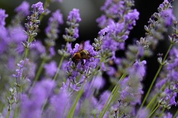 ラベンダーと蜂