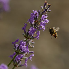 ラベンダーと蜂