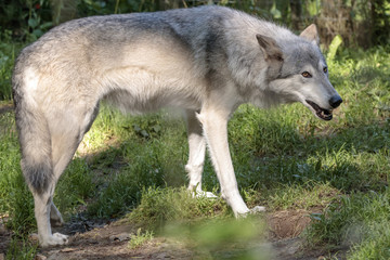 White wolf in Alaska forest