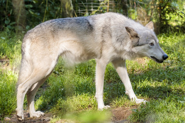 Naklejka na ściany i meble White wolf in Alaska forest