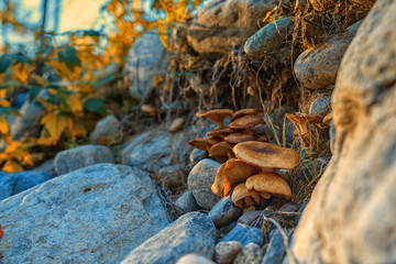 Mushrooms Autumn. Altai.