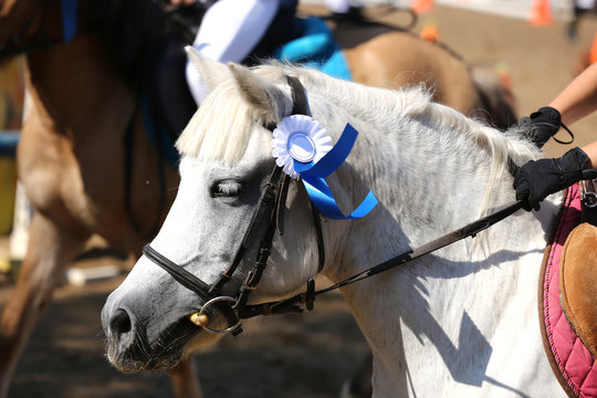 Sport horse head portrait closeup under saddle during competition outdoors