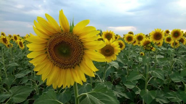 Scenic sunflower field on the Sunset
