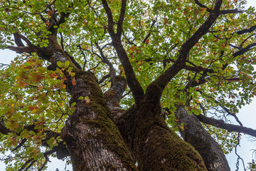 Naklejka premium View of magnificent old oak covered with moss in autumn forest of Tuscany region, Italy