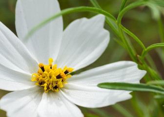 Obraz premium Close up shot of a white cosmos flower. Taken in Mizumaki Town, Onga district, Fukuoka, Japan