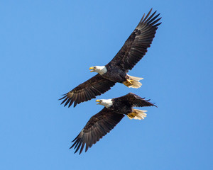 Fototapeta na wymiar Bald eagle