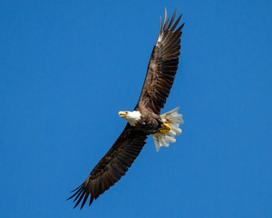 Bald eagle