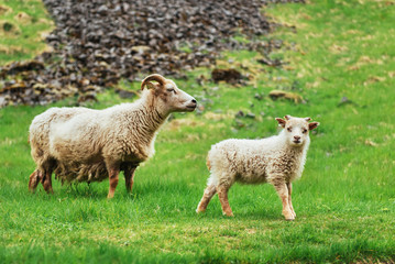The Icelandic sheep. Fantastic views waterfall in the national park