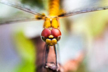 Front view of the closeup of the head of dragonfly