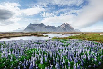 The picturesque landscapes of forests and mountains of Iceland. Wild blue lupine blooming in in...