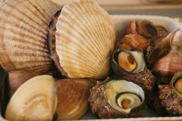 とれたての貝類の食材