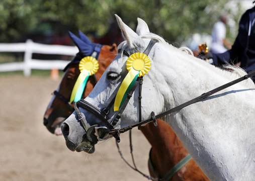 Sport horse head portrait closeup under saddle during competition outdoors