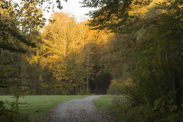 A forest path leads across a clearing into an autumn forest with colorful foliage