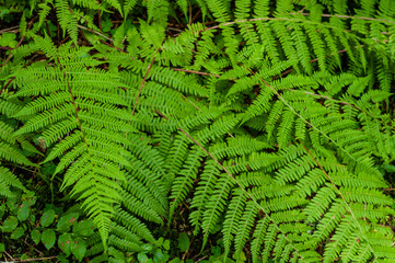 fern texture