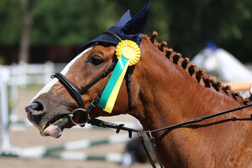 Sport horse head portrait closeup under saddle during competition outdoors