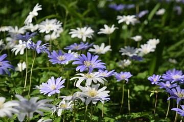 Fototapeta premium Flower