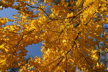Autumn colored leaves of trees in yellow