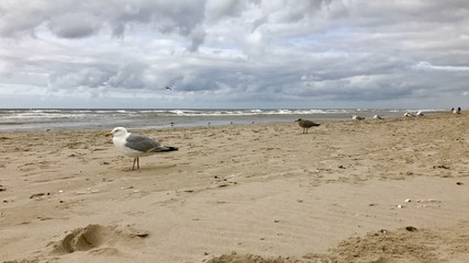 many seagulls sitting on the sand on the North Sea coast, Holland. The Netherlands