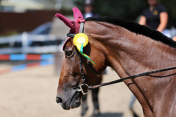 Unknown horse rider riding on equestrian event with the ribbons rosette of winners