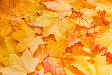 Naklejka na ściany i meble Seasonal autumn background of maple leaves close-up