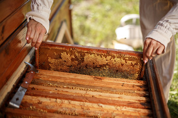 hands of beekeeper pulls out from the hive a wooden frame with honeycomb. Collect honey. Beekeeping concept