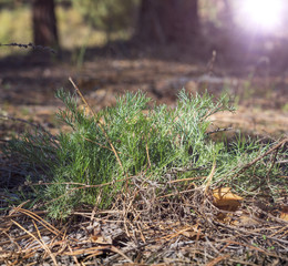 Green bush wormwood among the steppe forest