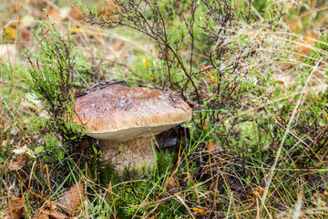 large white mushroom grows among the grass in the autumn forest