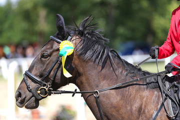 Unknown horse rider riding on equestrian event with the ribbons rosette of winners