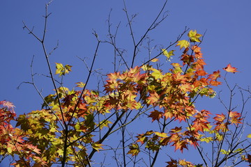 紅葉