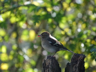 Female chaffinch (Fringilla coelebs)