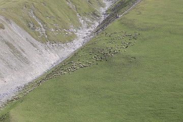 Sheep on the mountain