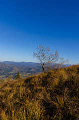 Fototapeta premium Carpathian mountains in sunny day in the autumn season