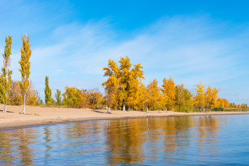 Beautiful autumn landscape - sandy shore of the bay with autumn trees with golden yellow leaves